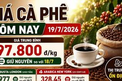 Giá cà phê hôm nay 19/7 đi ngang, thị trường chờ tín hiệu mới