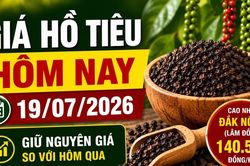 Giá hồ tiêu hôm nay 19/7: Thị trường tiếp tục đi ngang