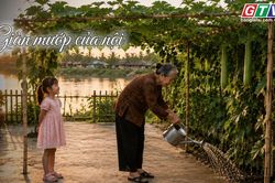 Ngăn ký ức: Giàn mướp của nội