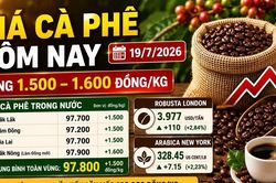 Giá cà phê hôm nay 19/7: Phục hồi, tiến gần 100.000 đồng/kg