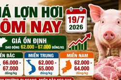 Giá lợn hơi hôm nay 19/7: Chênh lệch ba miền ở mức cao