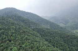 Hơn một thập kỷ giữ rừng, làm giàu từ rừng cùng Chương trình FFF