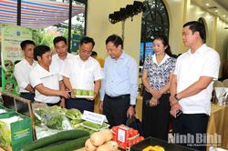 Hiệu quả từ mô hình sản xuất rau an toàn ở Hợp tác xã Sản xuất và tiêu thụ nông sản Khánh Thành