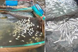Nguyên nhân cá chết hàng loạt ở Quảng Trị là do chất lượng nguồn nước sông