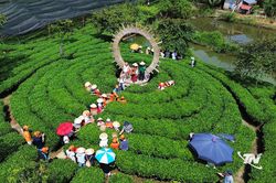 Khát vọng vươn xa từ vùng 'Đệ nhất danh trà'