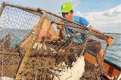 Hồi sinh nghề lừ bủa mực ở Ngũ Điền