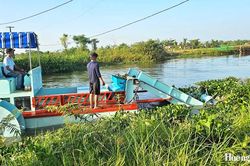Hóa Châu vận hành máy cắt bèo, hướng đến nông nghiệp xanh