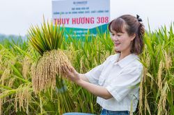 Giống lúa lai Thụy Hương 308 - Triển vọng mới trên đồng ruộng Hòa An