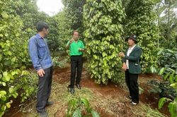 Tháo gỡ những 'điểm nghẽn' trong chuỗi giá trị hồ tiêu tỉnh Lâm Đồng