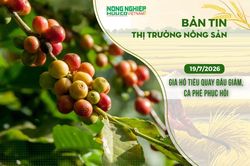 Thị trường nông sản 19/7/2026: Giá hồ tiêu quay đầu giảm, cà phê phục hồi