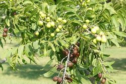 Dưới bóng cây bồ hòn