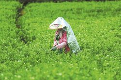 Bông hoa nhỏ làm nên 'mỏ vàng' tỷ USD ở Trung Quốc
