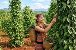 Giá hồ tiêu hôm nay 20.7.2026: Thị trường tiếp tục giữ ổn định