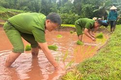 Điện Biên:Ấm lòng hình ảnh cán bộ, chiến sĩ Công an lội ruộng cấy lúa giúp dân