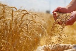 Thị trường n&ocirc;ng sản thế giới ghi nhận tuần giao dịch khởi sắc