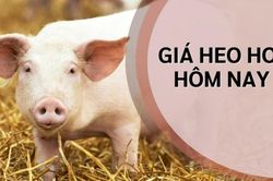 Giá heo hơi hôm nay 20/7: Đầu tuần nhích nhẹ, dao động trong khoảng 62.000 - 67.000 đồng/kg