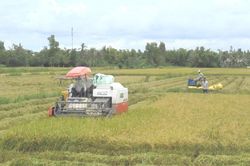 Cà Mau chuyển hồ sơ vụ doanh nghiệp nợ tiền mua lúa của nông dân sang công an
