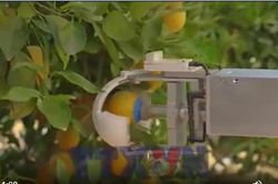Israel phát triển robot AI thu hoạch hoa quả