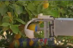 Israel phát triển robot AI thu hoạch hoa quả