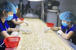 Hạt điều Việt và cuộc chuyển mình khỏi 'lời nguyền gia công' - Kỳ 1: Thống lĩnh xuất khẩu, lép vế thương hiệu