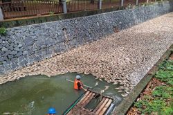 300kg cá chết nổi trắng sông, bốc mùi hôi nồng nặc khiến người dân hoảng hốt