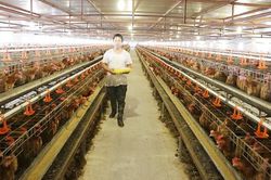 Hà Nội: Ủy quyền Sở Nông nghiệp và Môi trường giải quyết 22 thủ tục lĩnh vực chăn nuôi, thủy sản và thú y