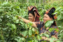Giữ lợi thế thị trường cho cà phê Việt trước giờ G EUDR