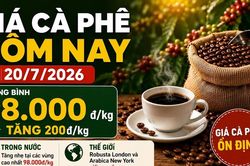 Giá cà phê hôm nay 20/7: Trong nước tăng, thế giới đứng giá