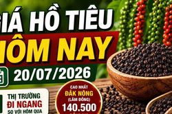 Giá tiêu hôm nay 20/7: Trong nước và thế giới đứng yên