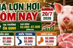 Giá lợn hơi hôm nay 20/7: Thị trường ba miền tiếp tục đi ngang