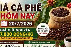 Giá cà phê hôm nay 20/7: Robusta và Arabica chưa biến động