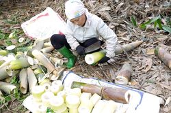 Xã Hưng Khánh dự kiến thu 80 tỷ đồng từ măng tre Bát độ