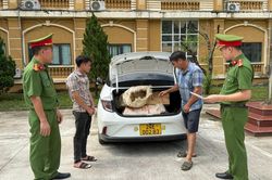 Công an xã Văn Bàn phát hiện xe ô tô chuyển gỗ pơ mu trái phép