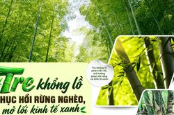 Tre khổng lồ phục hồi rừng nghèo, mở lối kinh tế xanh tại Lâm Đồng