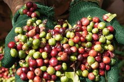 Gi&aacute; c&agrave; ph&ecirc; h&ocirc;m nay 20/7/2026: Ba địa phương chạm 98.000 đồng/kg, Brazil lo hụt 20% sản lượng