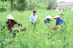 Ph&aacute;t huy thế mạnh c&acirc;y dược liệu: Hướng đi mới từ v&ugrave;ng đất Y&ecirc;n L&atilde;ng