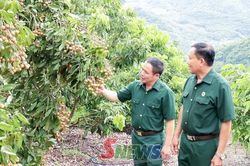 Lính 'Cụ Hồ' tiên phong phát triển kinh tế