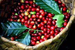 Ngày 20/7: Giá cà phê tăng mạnh, hồ tiều lùi về mức 137.000 đồng/kg