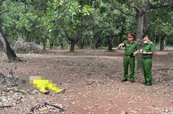 Án mạng trong vườn điều ở Đồng Nai