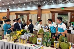 Lễ hội sầu ri&ecirc;ng Đắk Lắk quy m&ocirc; lớn, hướng tới c&aacute;c kỷ lục quốc gia, quốc tế