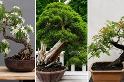 Đừng bán vội nếu nhà có 3 cây cảnh này, càng già càng 'hóa rồng', hút phúc khí, kết duyên lành