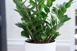 Cây kim tiền hút tài lộc nhưng có thể gây hại nếu không biết 2 điều này trước khi trồng
