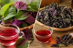 Nước tía tô tươi hay khô: Loại nào giữ nhiều dưỡng chất hơn và đáng dùng hơn?