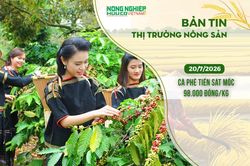 Thị trường nông sản 20/7/2026: Cà phê tiến sát mốc 98.000 đồng/kg
