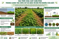 Vai trò của cây che phủ trong canh tác hữu cơ và bảo vệ độ phì nhiêu của đất