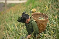 Điện Biên: Xã Na Sang 'bứt phá' giảm nghèo nhờ các cây trồng chủ lực