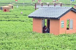 Đằng sau ly trà sữa của bạn: ‘Mỏ vàng’ tỷ USD từ loài hoa chỉ nở vài giờ