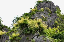 Ngắm vách đá triệu năm của vịnh Hạ Long 'nở hoa' tuyệt đẹp