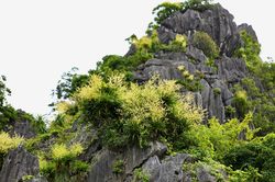 Ngắm vách đá triệu năm của vịnh Hạ Long 'nở hoa' tuyệt đẹp