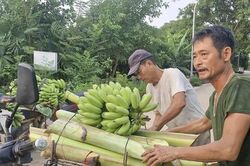Xã Phú Xuyên: Chủ động thu hoạch chuối, phòng ngừa thiên tai